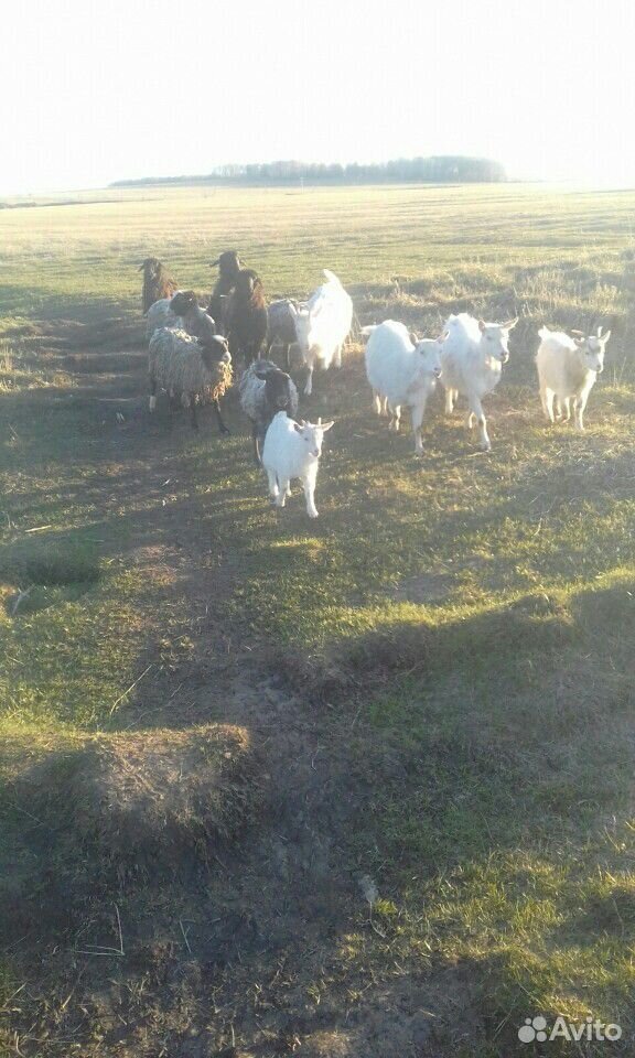 Козы и овцы, в общем друзья наши парнокопытные купить на Зозу.ру - фотография № 1