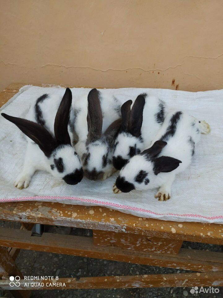 Продаются кролики купить на Зозу.ру - фотография № 8