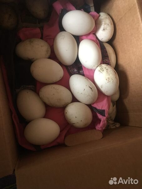 Гусиное яйцо, инкубационные купить на Зозу.ру - фотография № 2