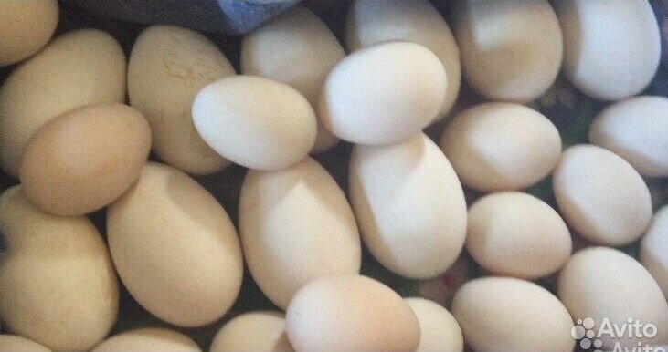 Инкубационное Яйцо гусей купить на Зозу.ру - фотография № 1