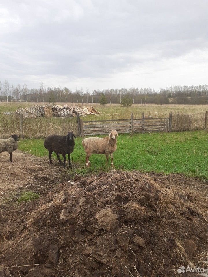 Гисарские овцы купить на Зозу.ру - фотография № 1