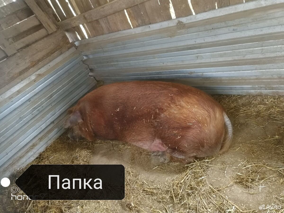 Свиньи купить на Зозу.ру - фотография № 8