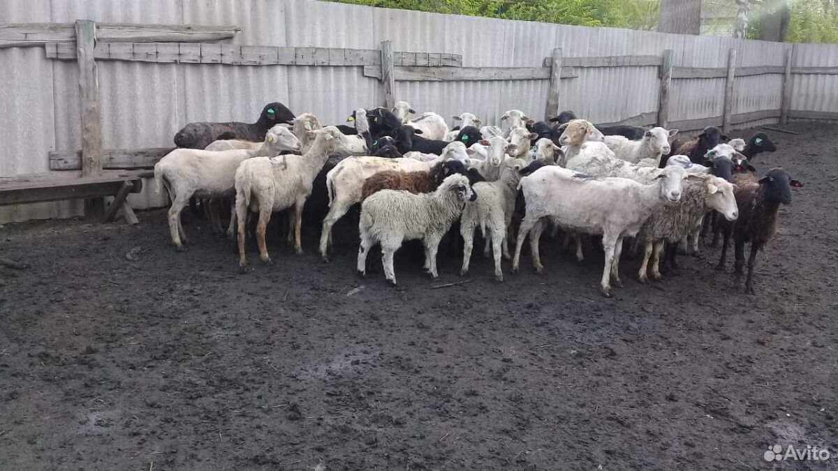Отара овец купить на Зозу.ру - фотография № 1