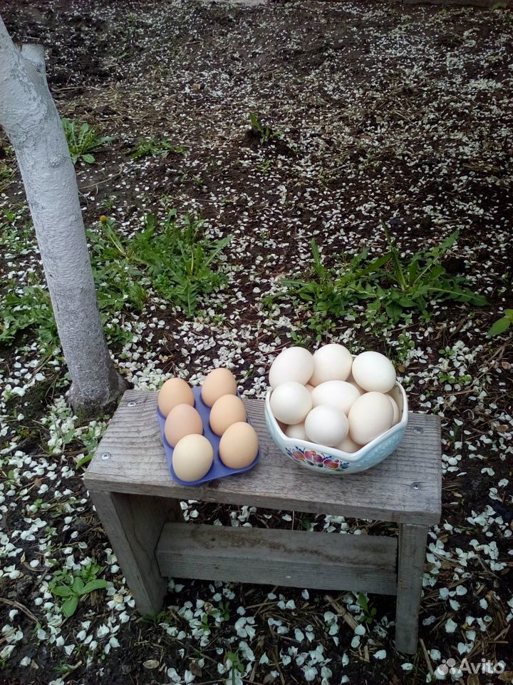 Куриные яйца, домашние купить на Зозу.ру - фотография № 1