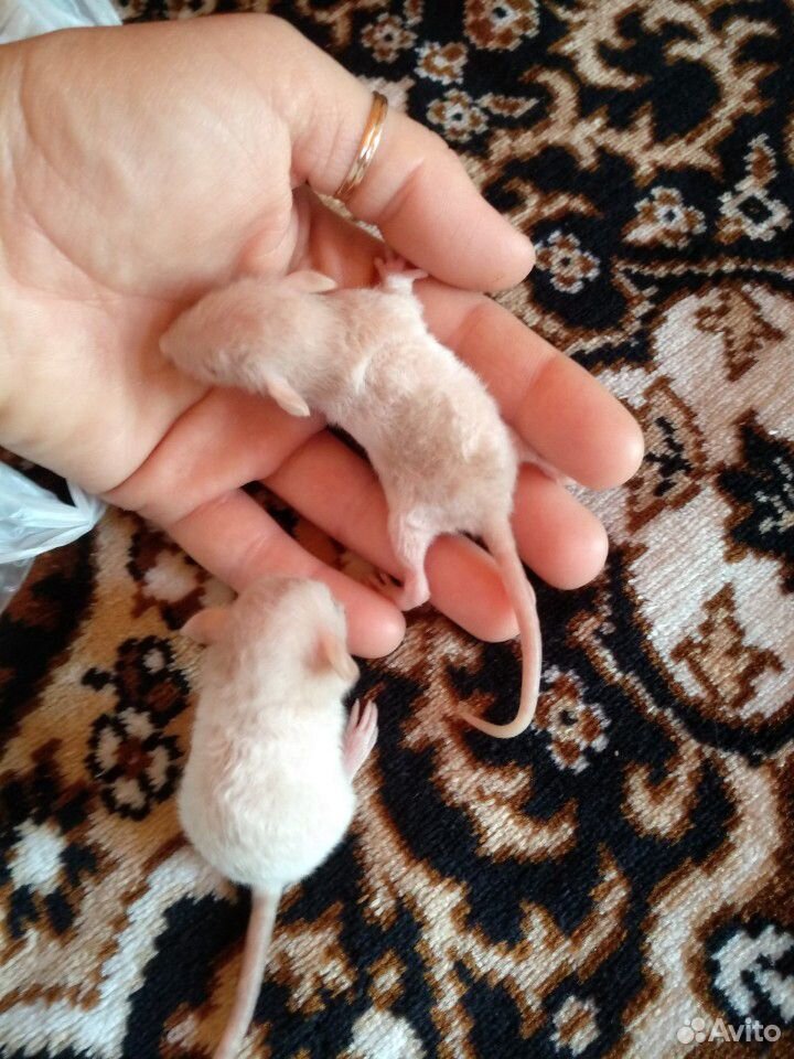 Крысята купить на Зозу.ру - фотография № 9