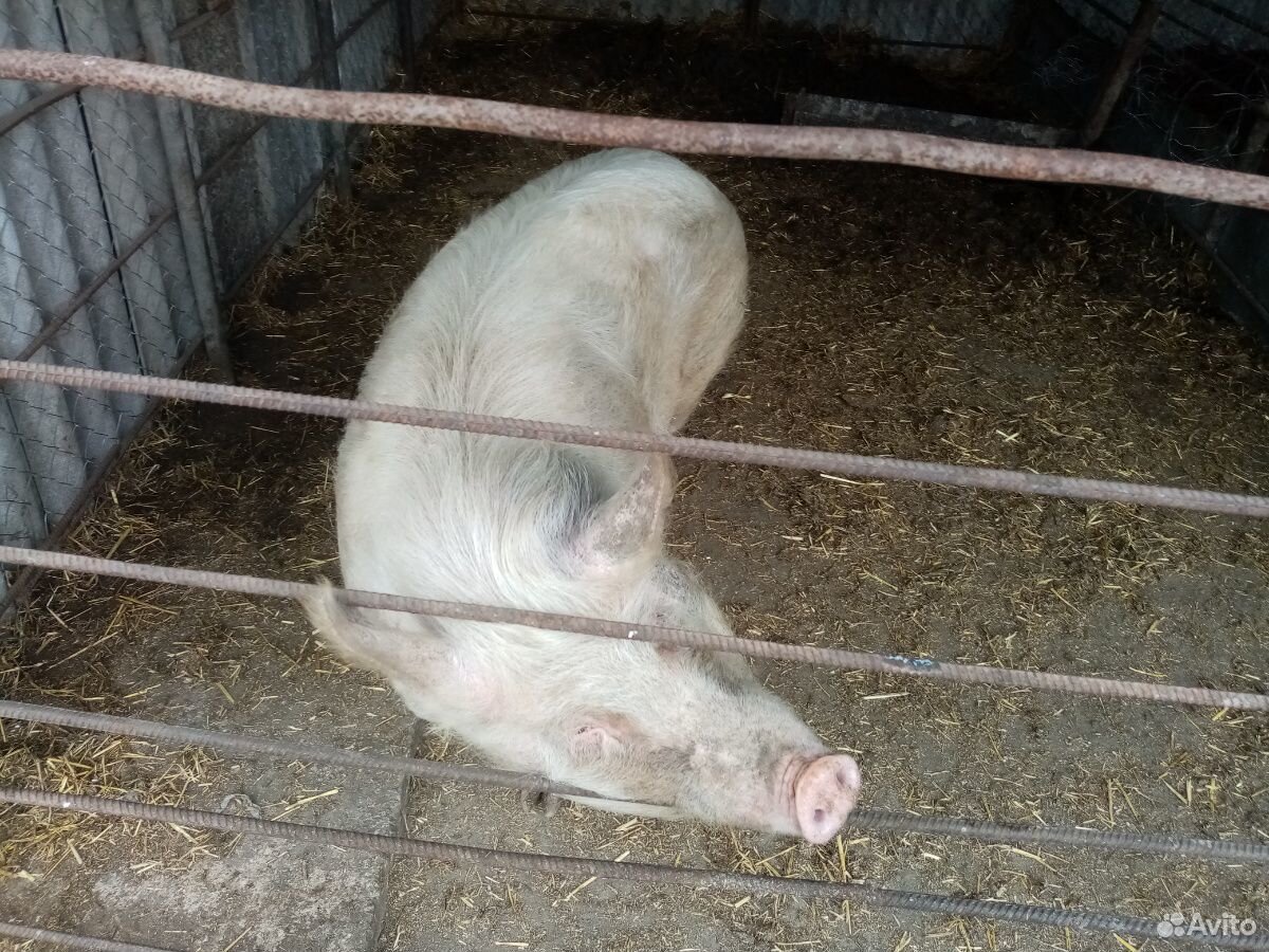 Продам свинку на племя с крупных пород 8 месяцев п купить на Зозу.ру - фотография № 2