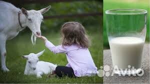 Домашнее козье молоко купить на Зозу.ру - фотография № 2