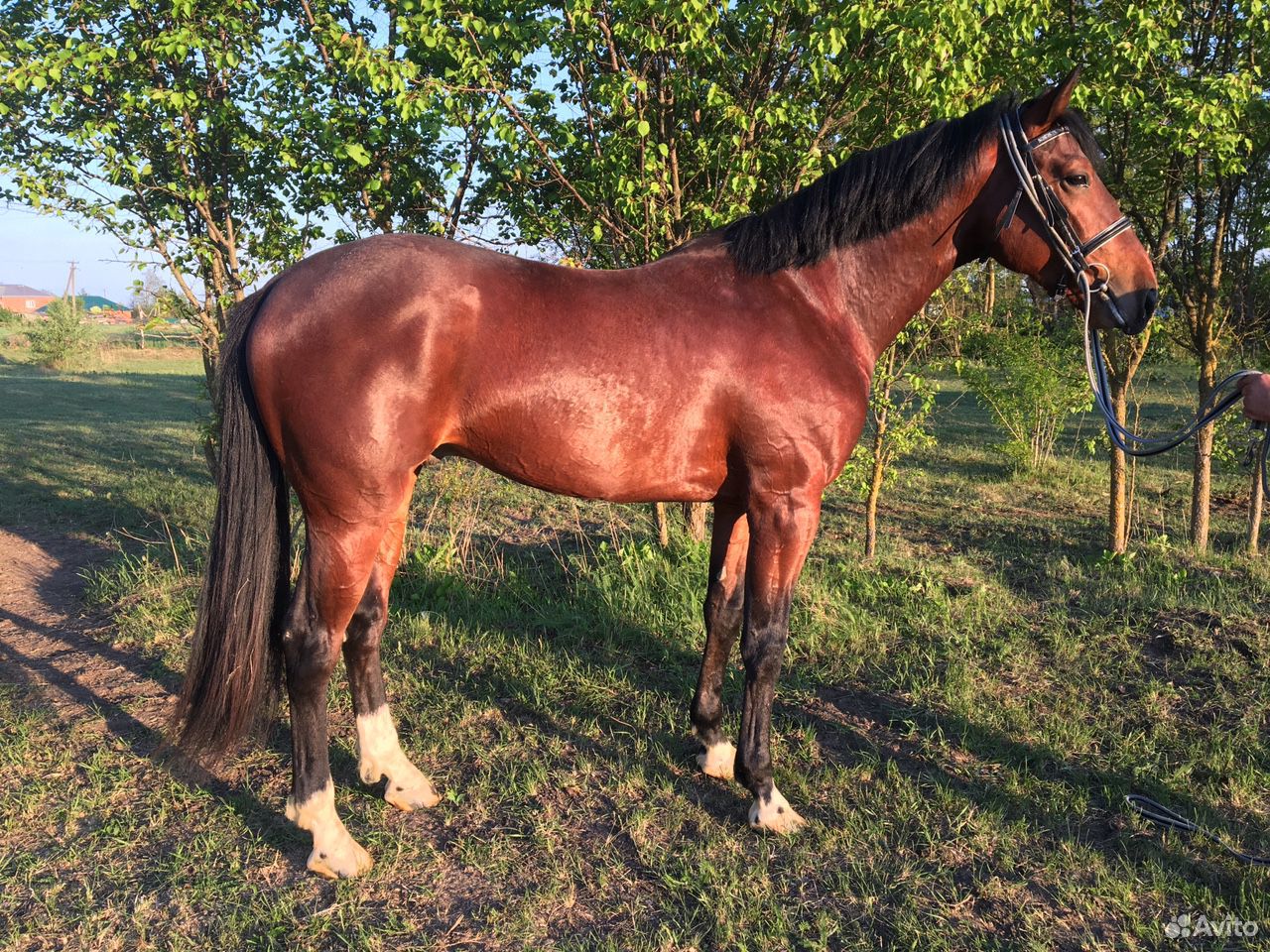 Продаётся лошадь купить на Зозу.ру - фотография № 3