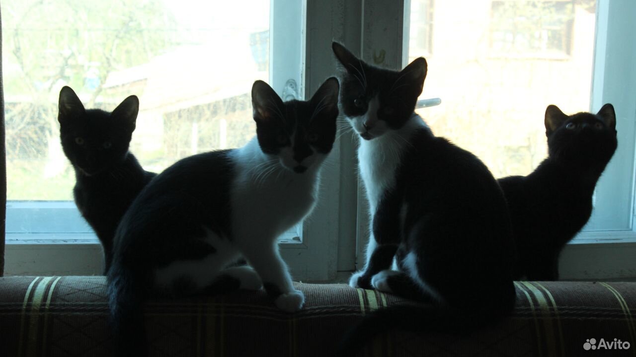 Черные и черно-белые котята, отдам купить на Зозу.ру - фотография № 1