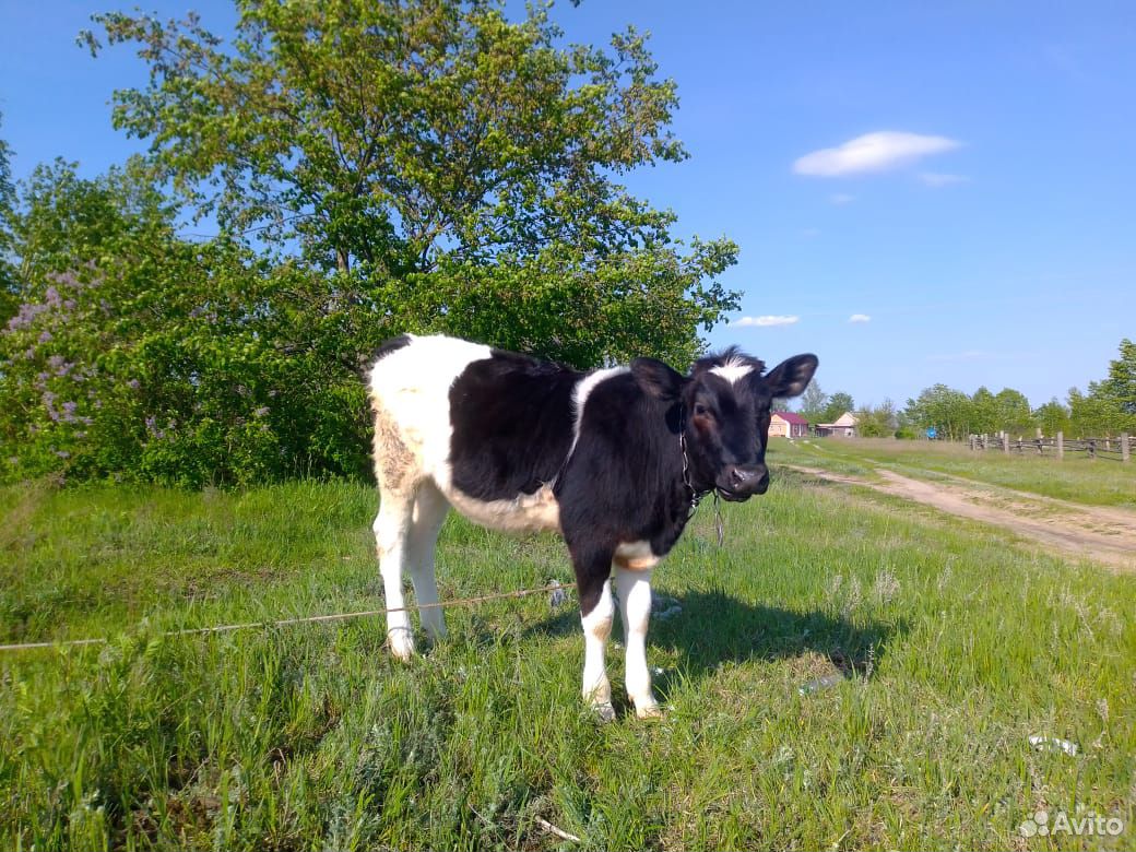 Телочка 6 месяцев от своей коровы купить на Зозу.ру - фотография № 1