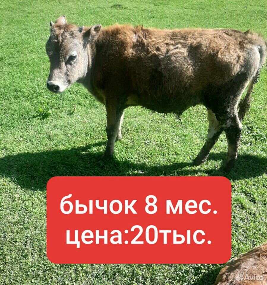 2 коровы 2 телёнка купить на Зозу.ру - фотография № 6