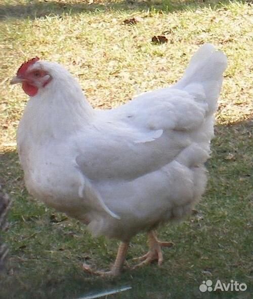 Курица белая яйценосная купить на Зозу.ру - фотография № 1