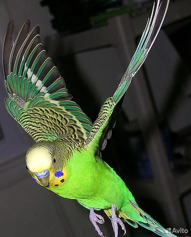 Почему попугай не летает. Волнистый попугай. Волнистый попугай зеленый. Чешуйчатый волнистый попугай. Попугаи волнистые попугайчики.