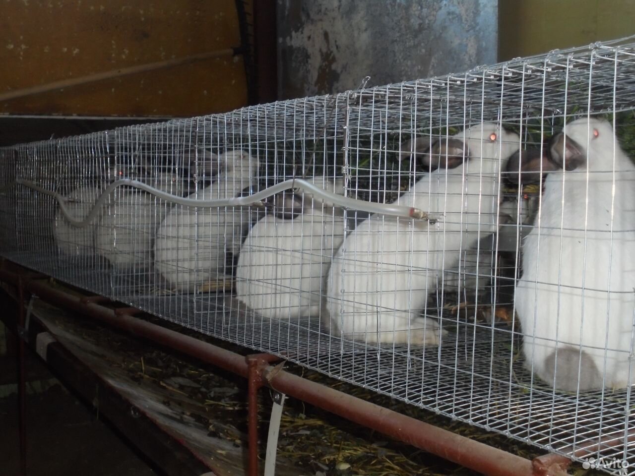 Продажа кроликов купить на Зозу.ру - фотография № 4