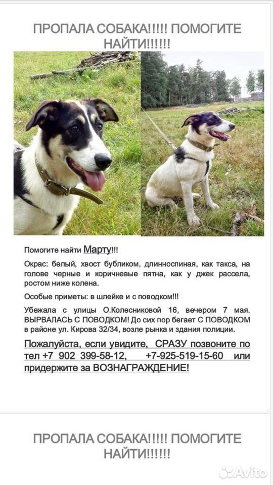 Собака пропала купить на Зозу.ру - фотография № 3