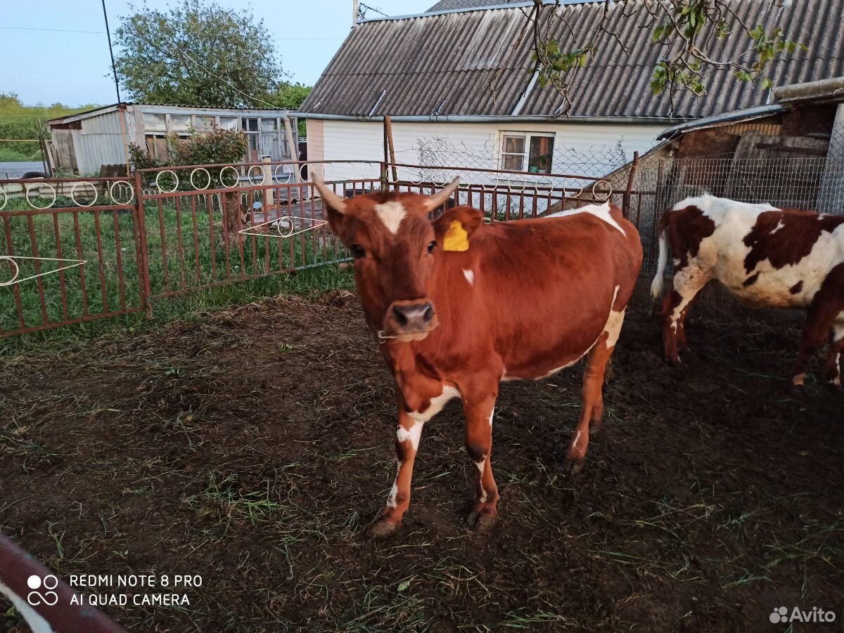 Телка на корову купить на Зозу.ру - фотография № 3
