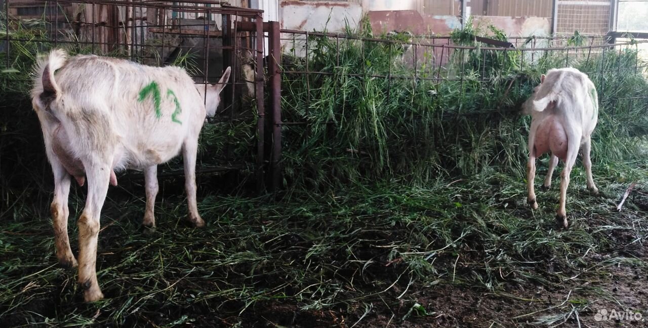 Продам доинных коз без козлят купить на Зозу.ру - фотография № 3