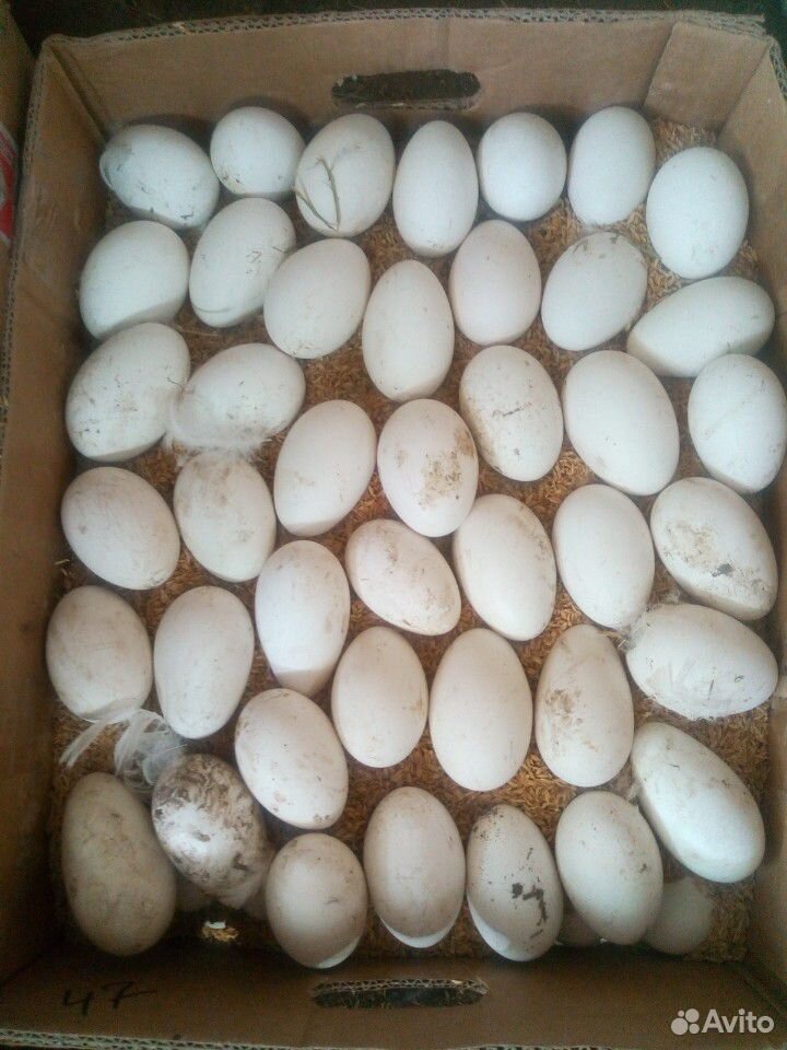 Гусиное инкубационное яйцо купить на Зозу.ру - фотография № 4