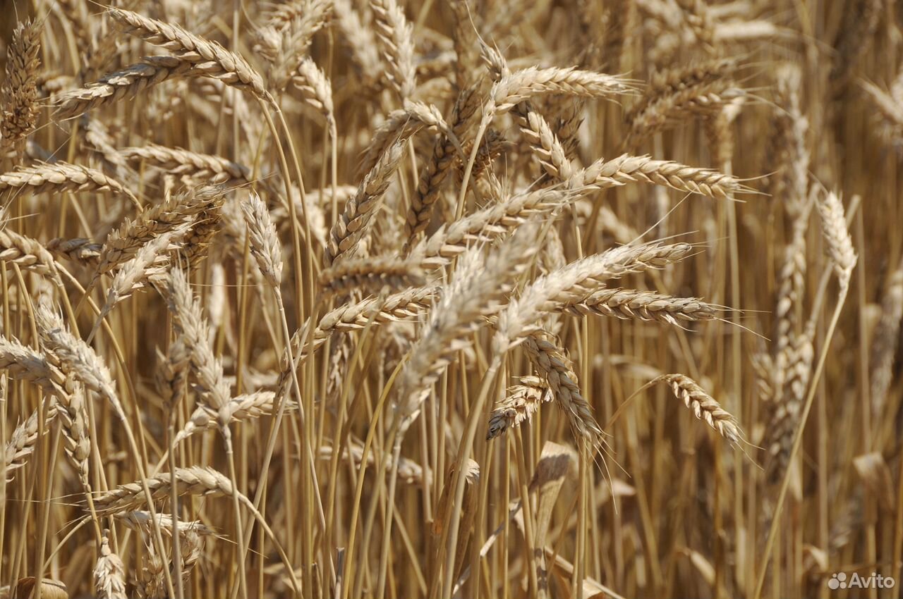Продам пшеницу(70т) купить на Зозу.ру - фотография № 1