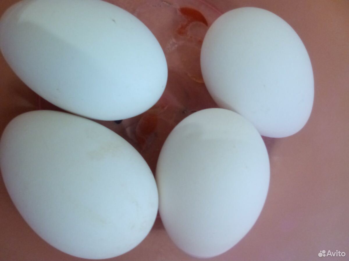 Яйцо на инкубацию под заказ купить на Зозу.ру - фотография № 5