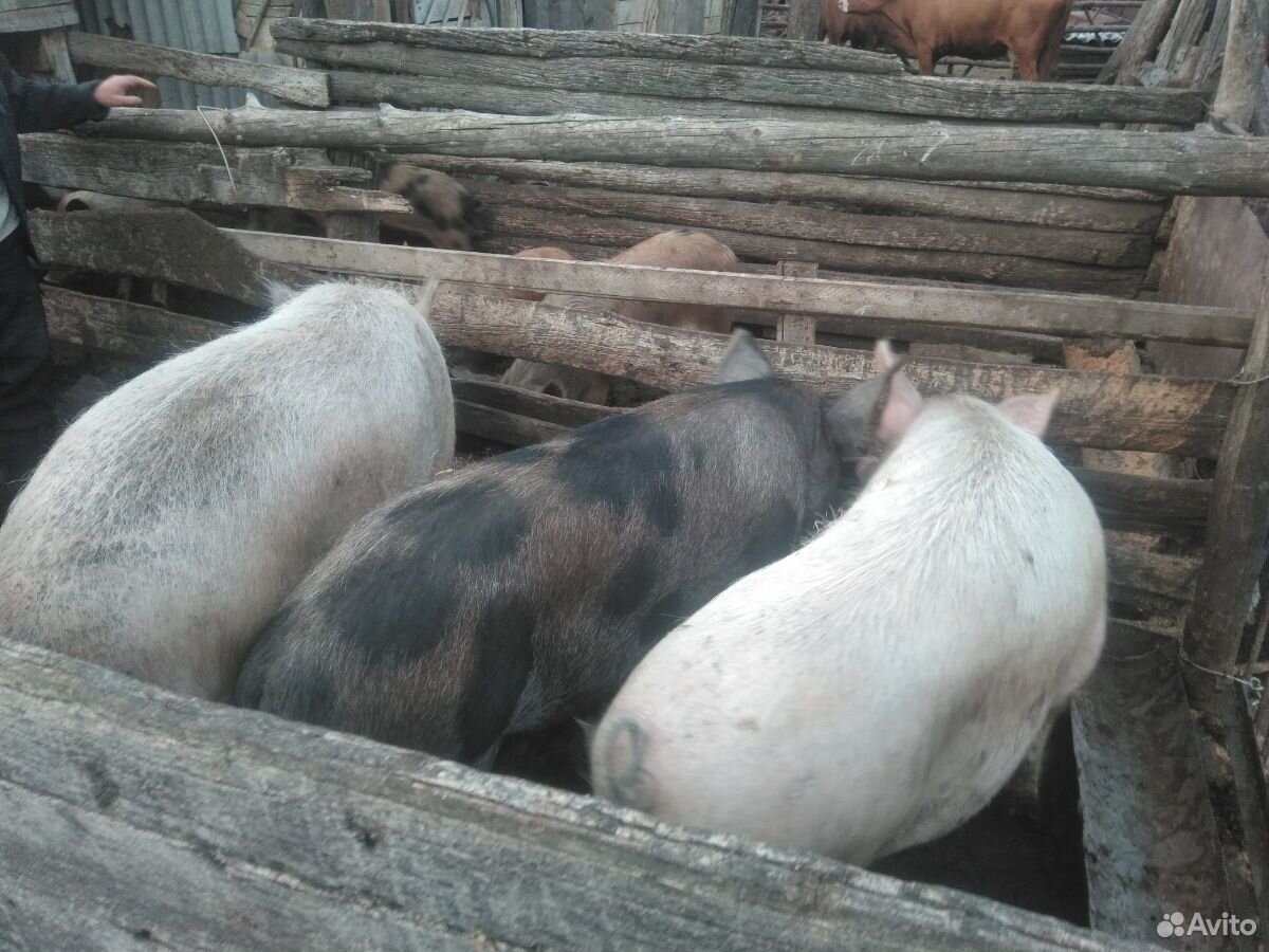 Большие свиньи купить на Зозу.ру - фотография № 3