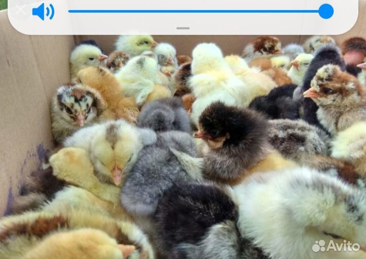 Продаются суточные цыплята купить на Зозу.ру - фотография № 1