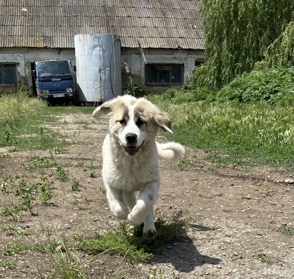 Собака алабай купить на Зозу.ру - фотография № 1