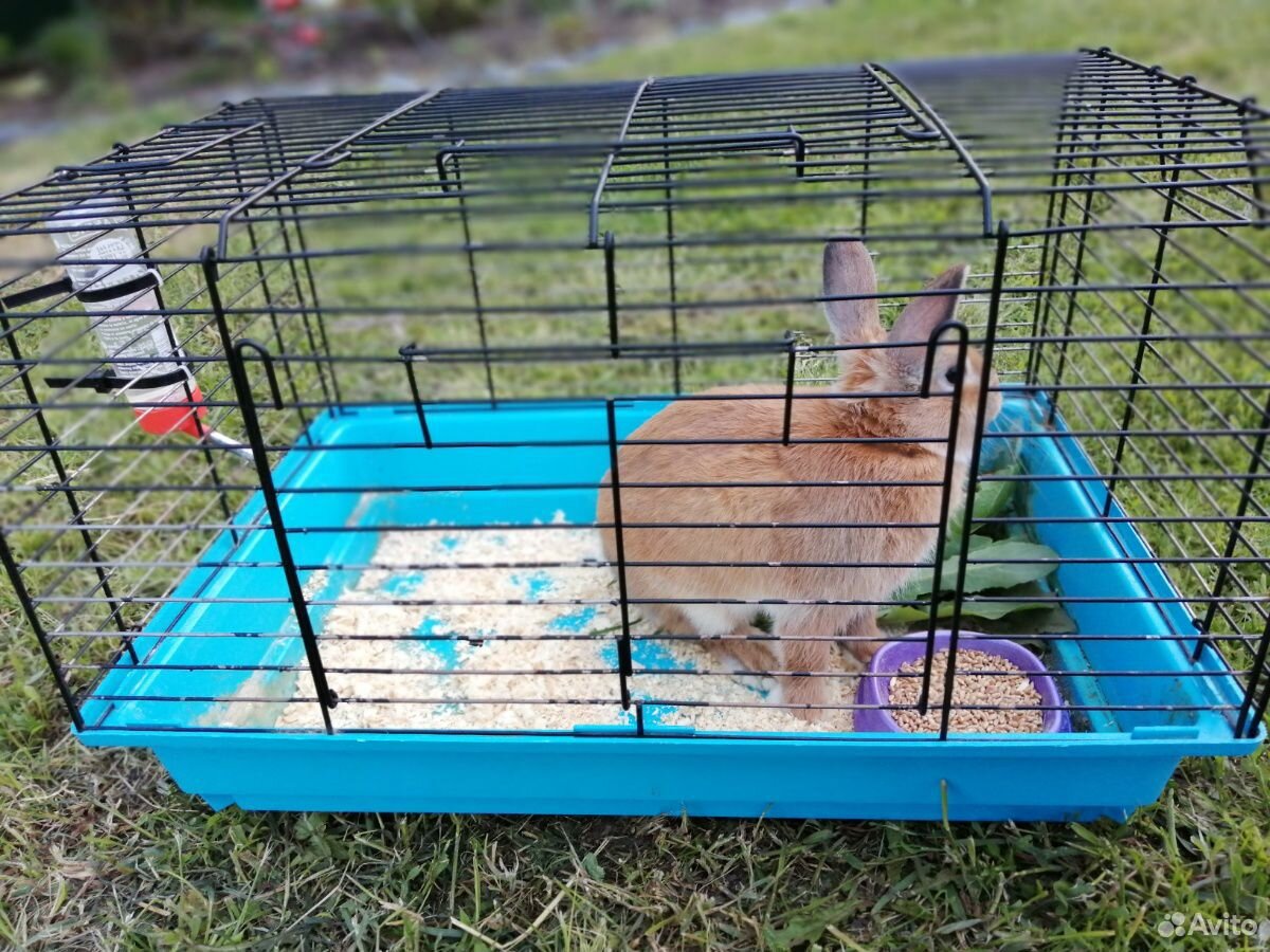 Кролик породы "Белка" купить на Зозу.ру - фотография № 7