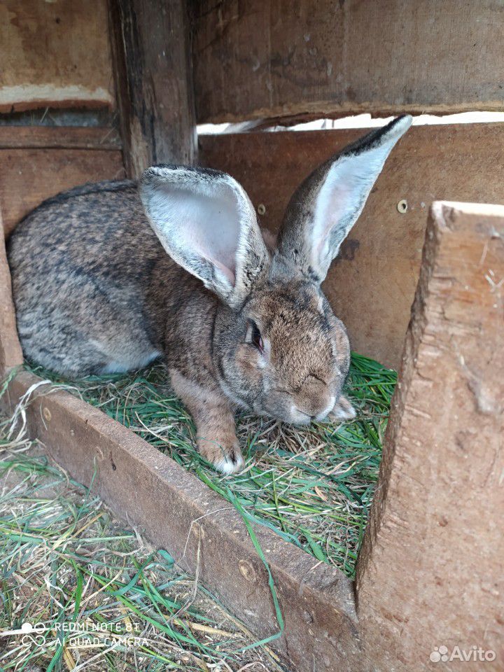 Кролики породы Фландр купить на Зозу.ру - фотография № 5