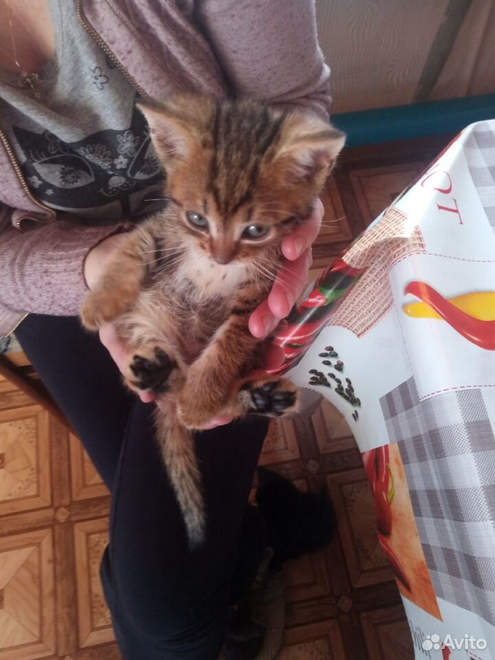 Продам беспородных котят купить на Зозу.ру - фотография № 4