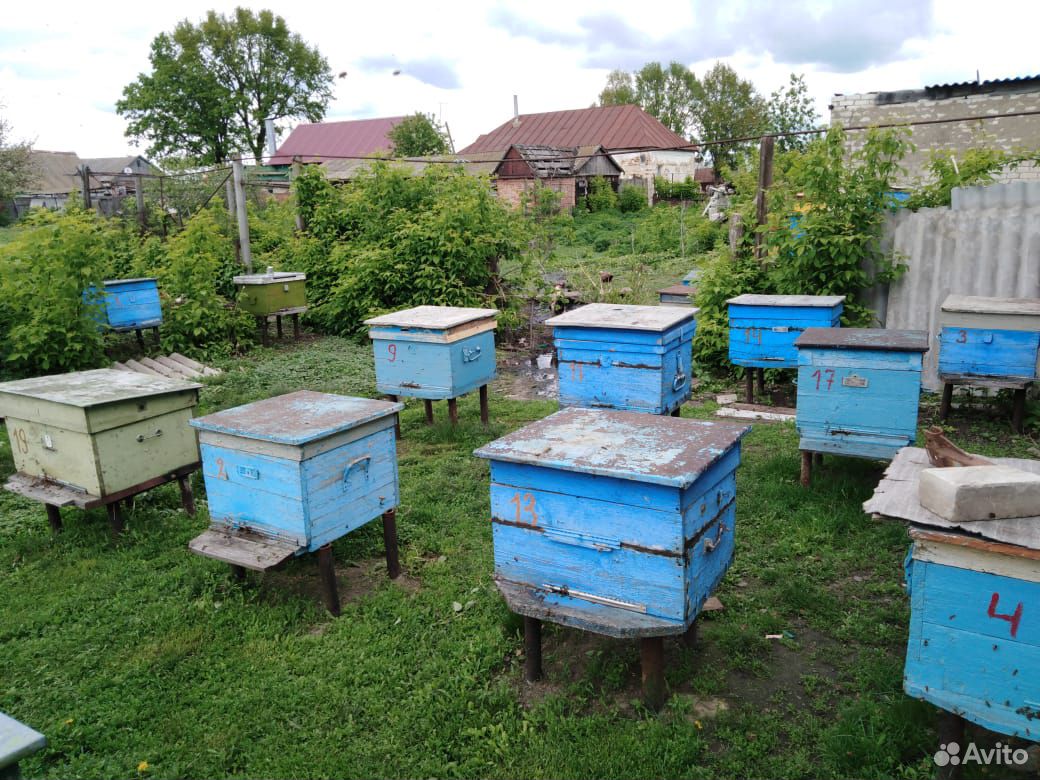 Продам пчел купить на Зозу.ру - фотография № 5