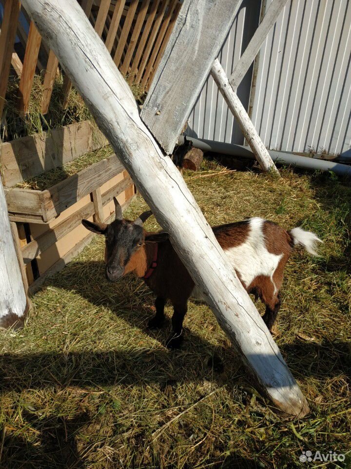 Камерунская коза с козлятами купить на Зозу.ру - фотография № 1