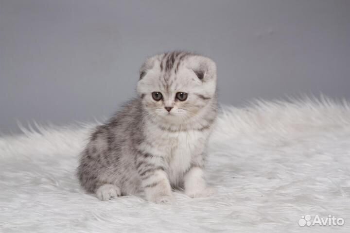 Имена для вислоухих кошек девочек. Британская вислоухая шиншилла. Британский вислоухий котенок серый мальчик. Британский кот вислоухий серебристый. Шотландская вислоухая бело серая.