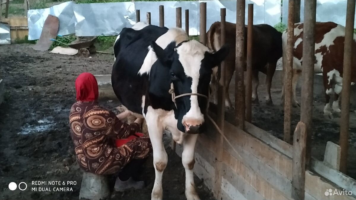 Корова и жеребец купить на Зозу.ру - фотография № 2