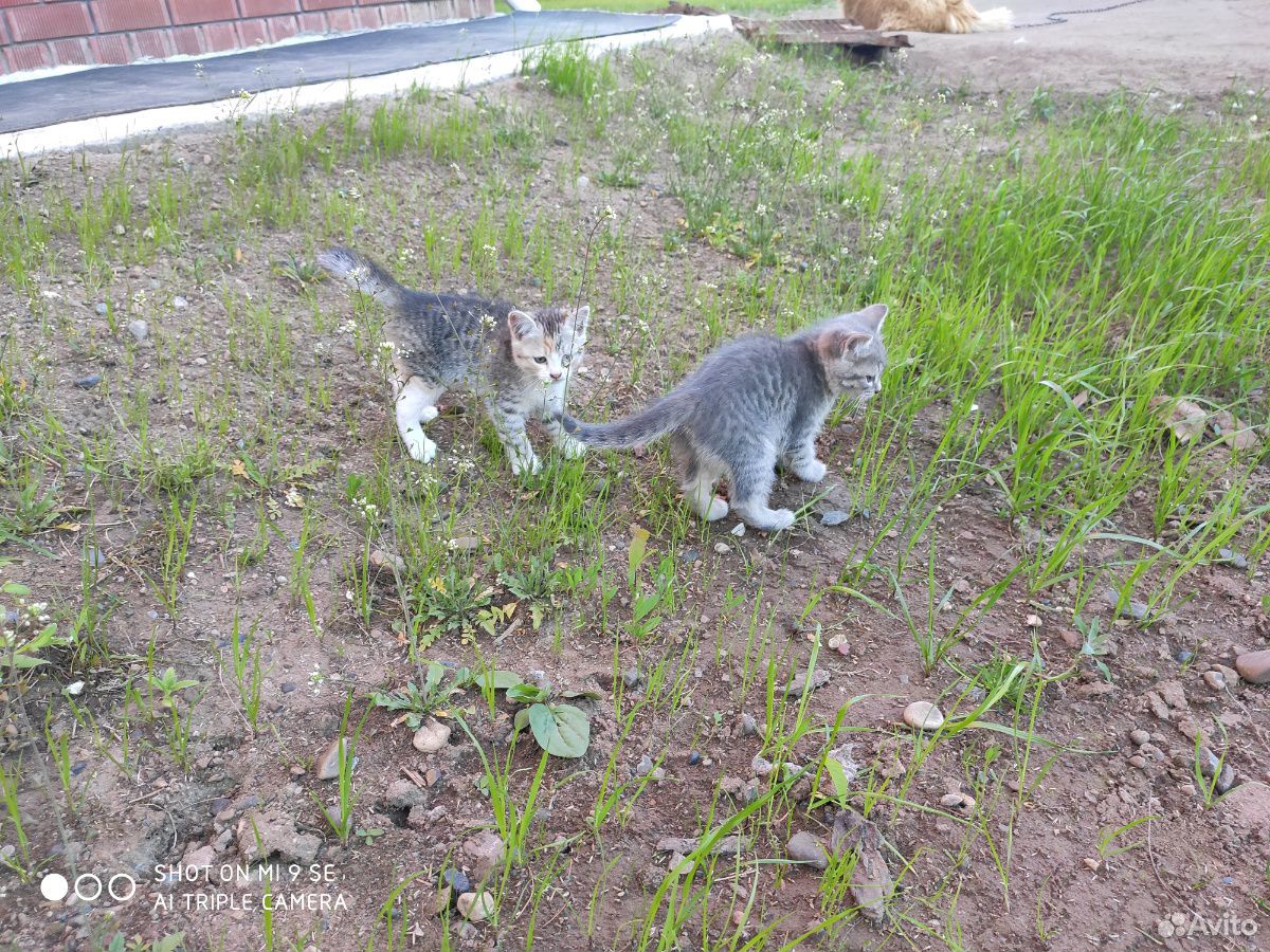 Кошки купить на Зозу.ру - фотография № 2