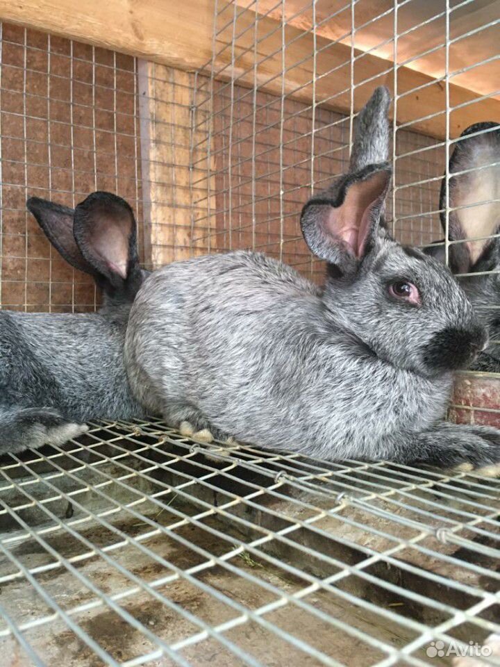 Кролики породы полтавская. Полтавское серебро кролики. Порода кроликов серебристый Полтавский. Кролики породы серебро. Порода кроликов Полтавской серебро.