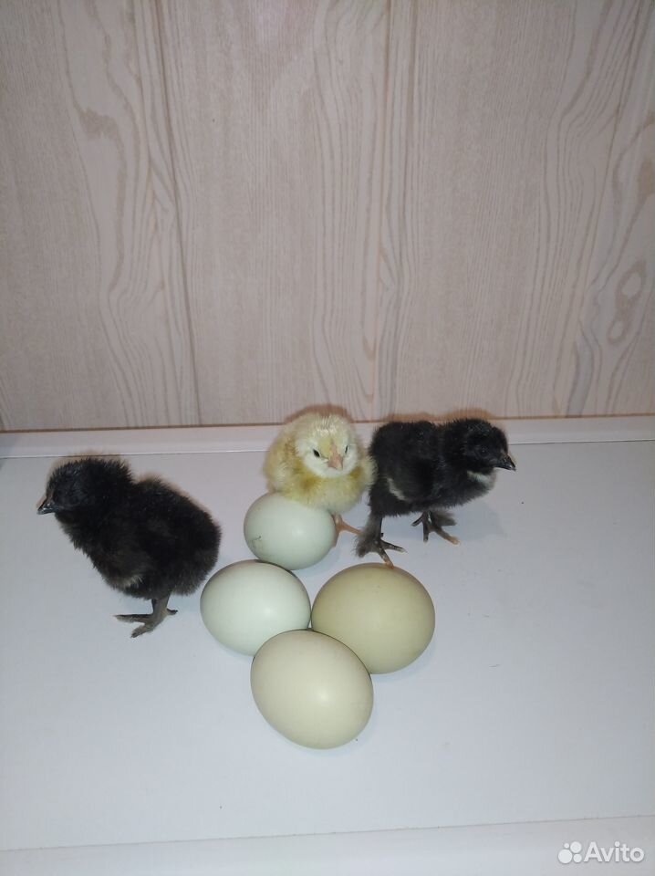 Суточные цыплята из зелёных яичек(амераука купить на Зозу.ру - фотография № 2
