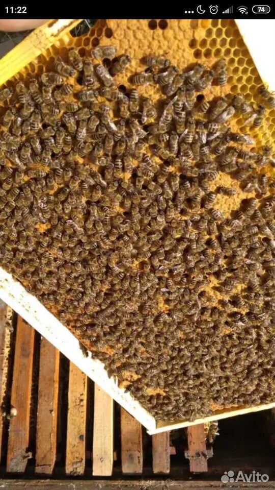 Пчелопакеты, пчелосемьи Карник купить на Зозу.ру - фотография № 1