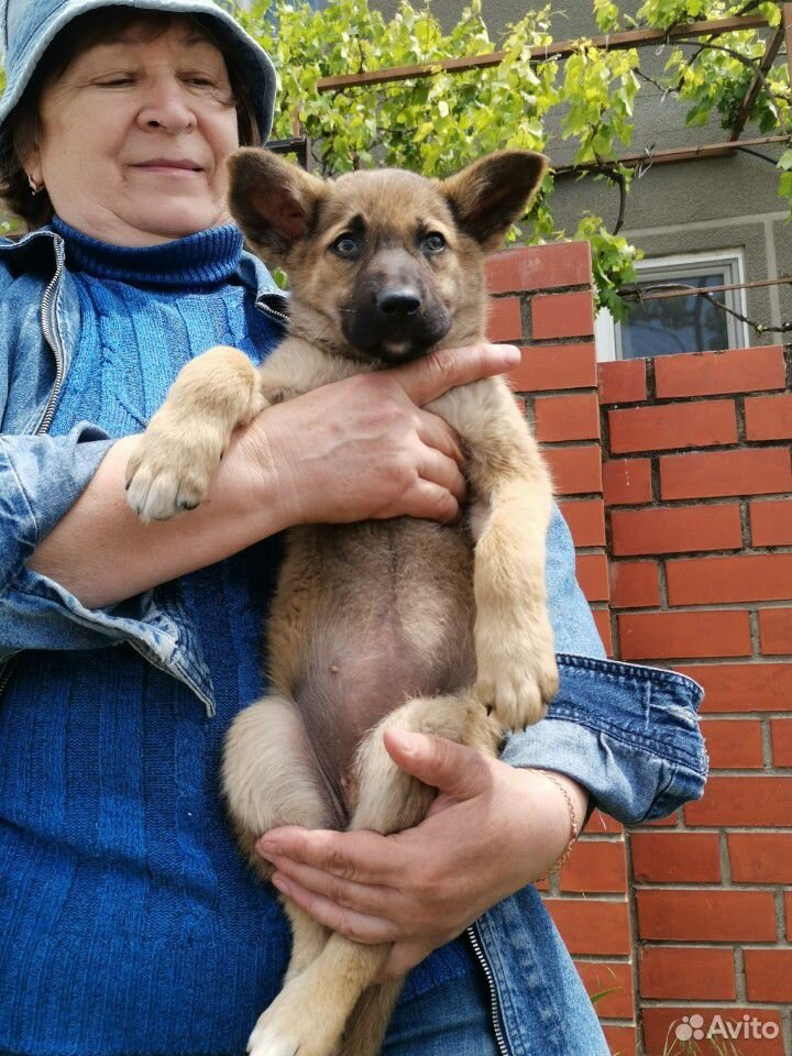 В добрые руки красивого щеночка купить на Зозу.ру - фотография № 3