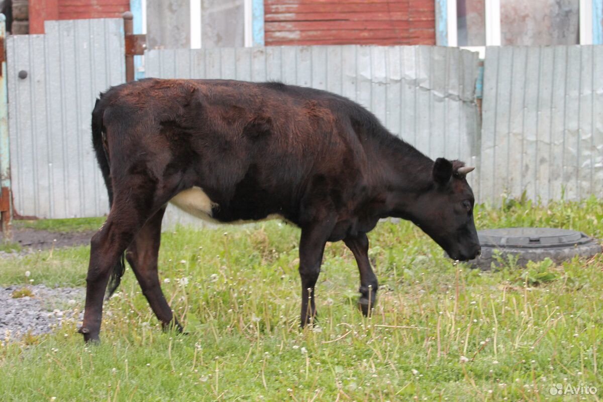 Продам коров купить на Зозу.ру - фотография № 4