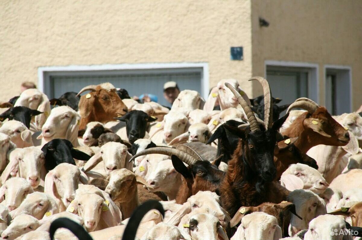 Закупаю крс овец коз купить на Зозу.ру - фотография № 3