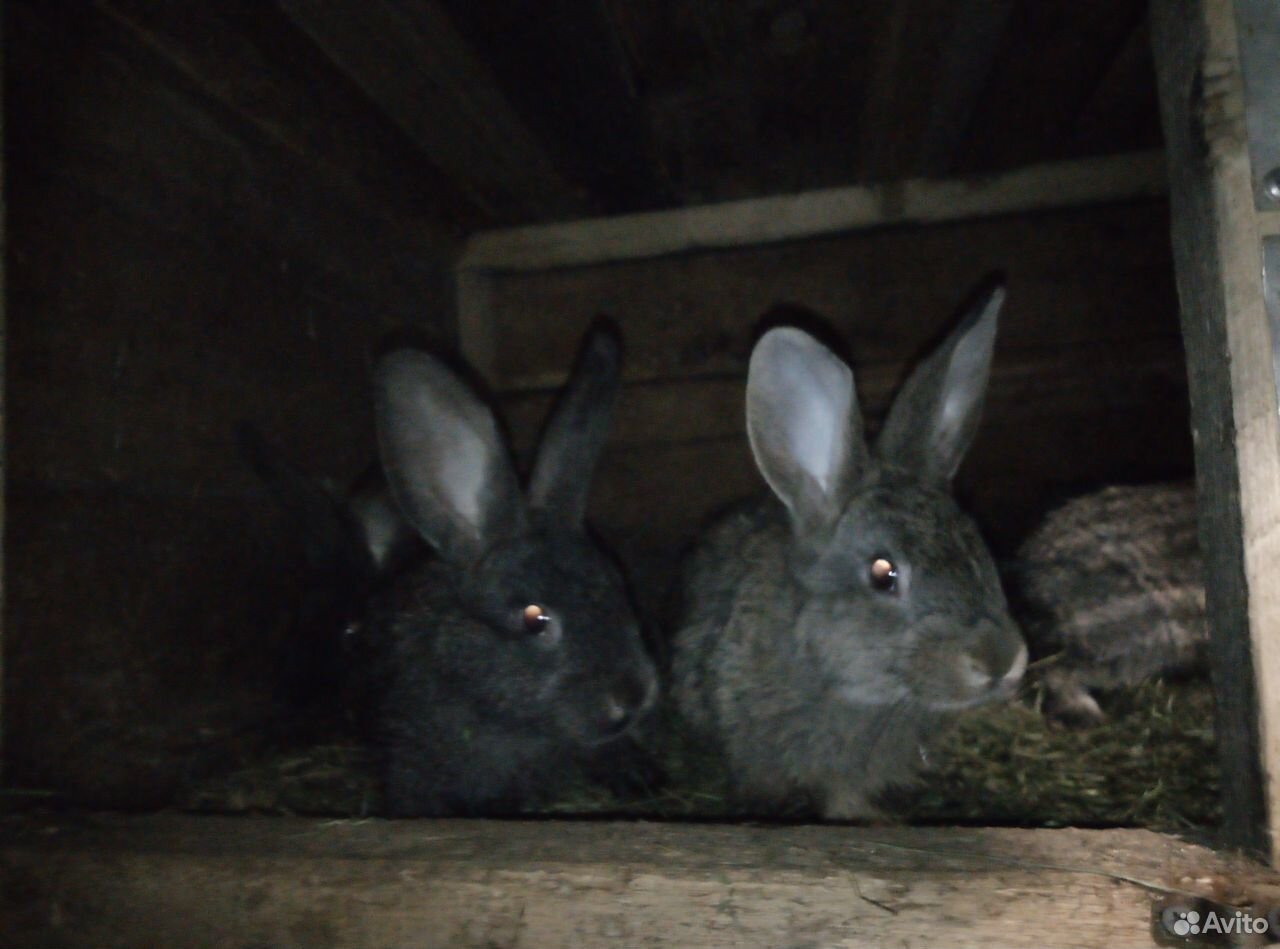 Кролики купить на Зозу.ру - фотография № 2