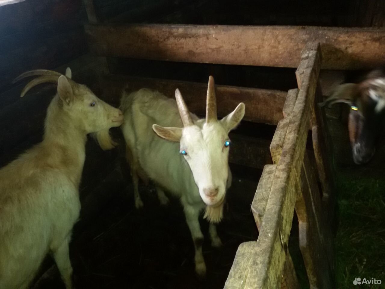 Корова и Козы с козлятами купить на Зозу.ру - фотография № 6