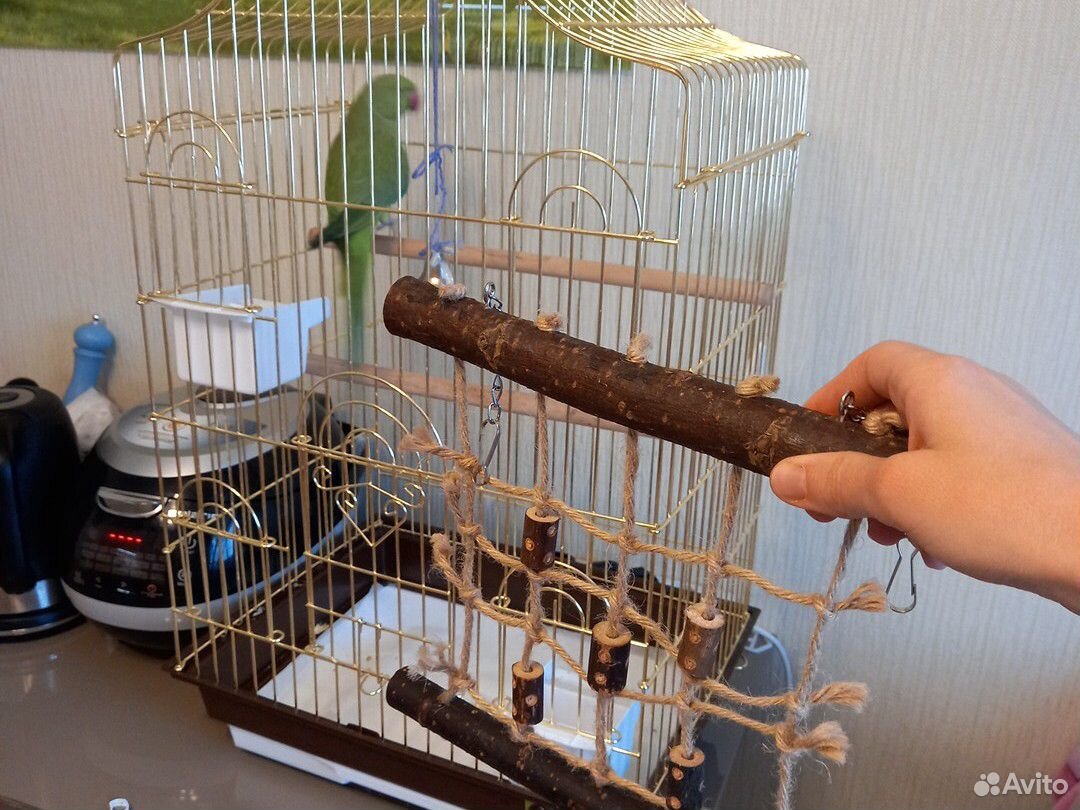 Ожереловый попугай с клеткой купить на Зозу.ру - фотография № 5