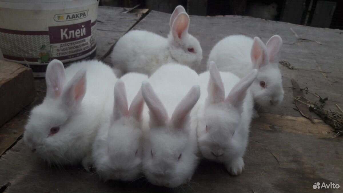 Кролики нзб(Новозиландские белые),Французкий баран купить на Зозу.ру - фотография № 3