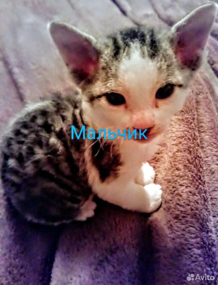 Котята донских сфинксов купить на Зозу.ру - фотография № 2