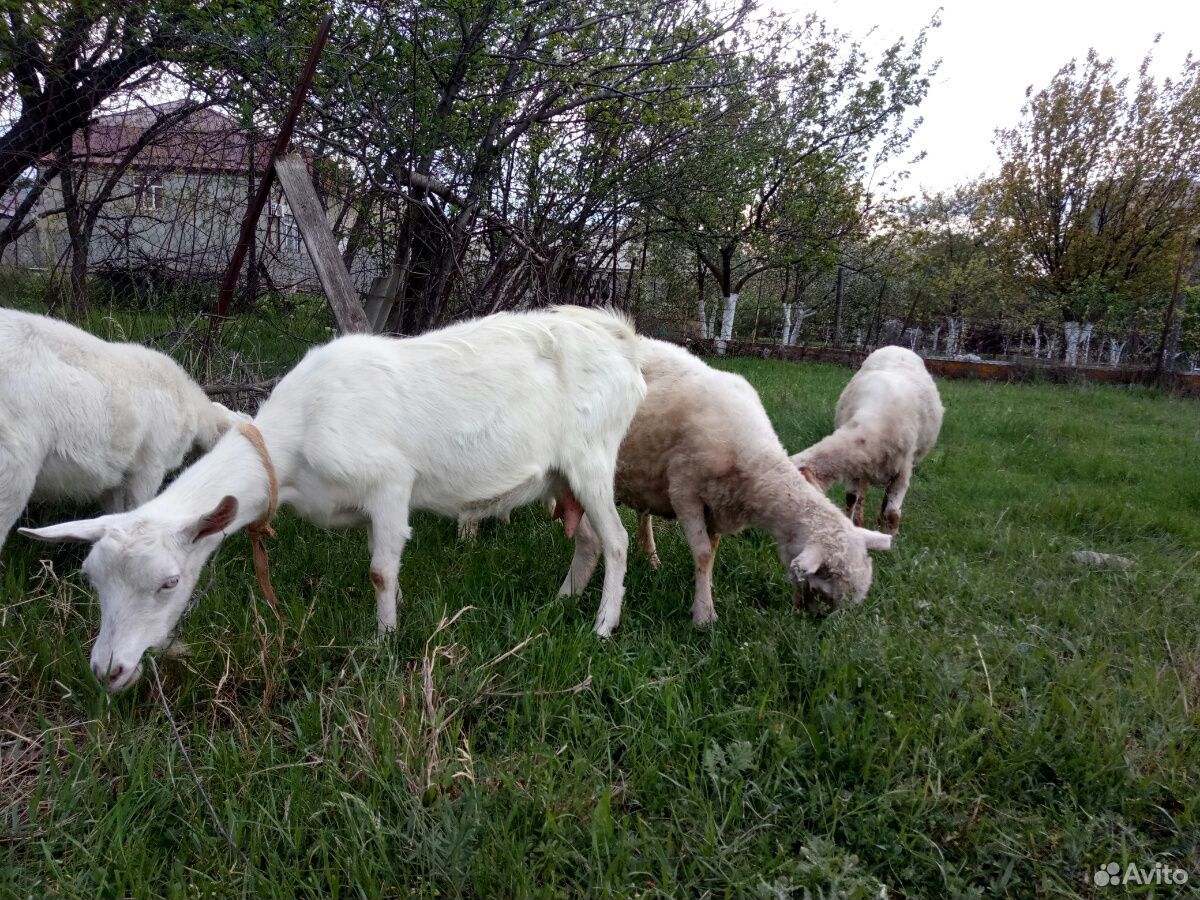 Овцематки с ягнятами и козы купить на Зозу.ру - фотография № 6