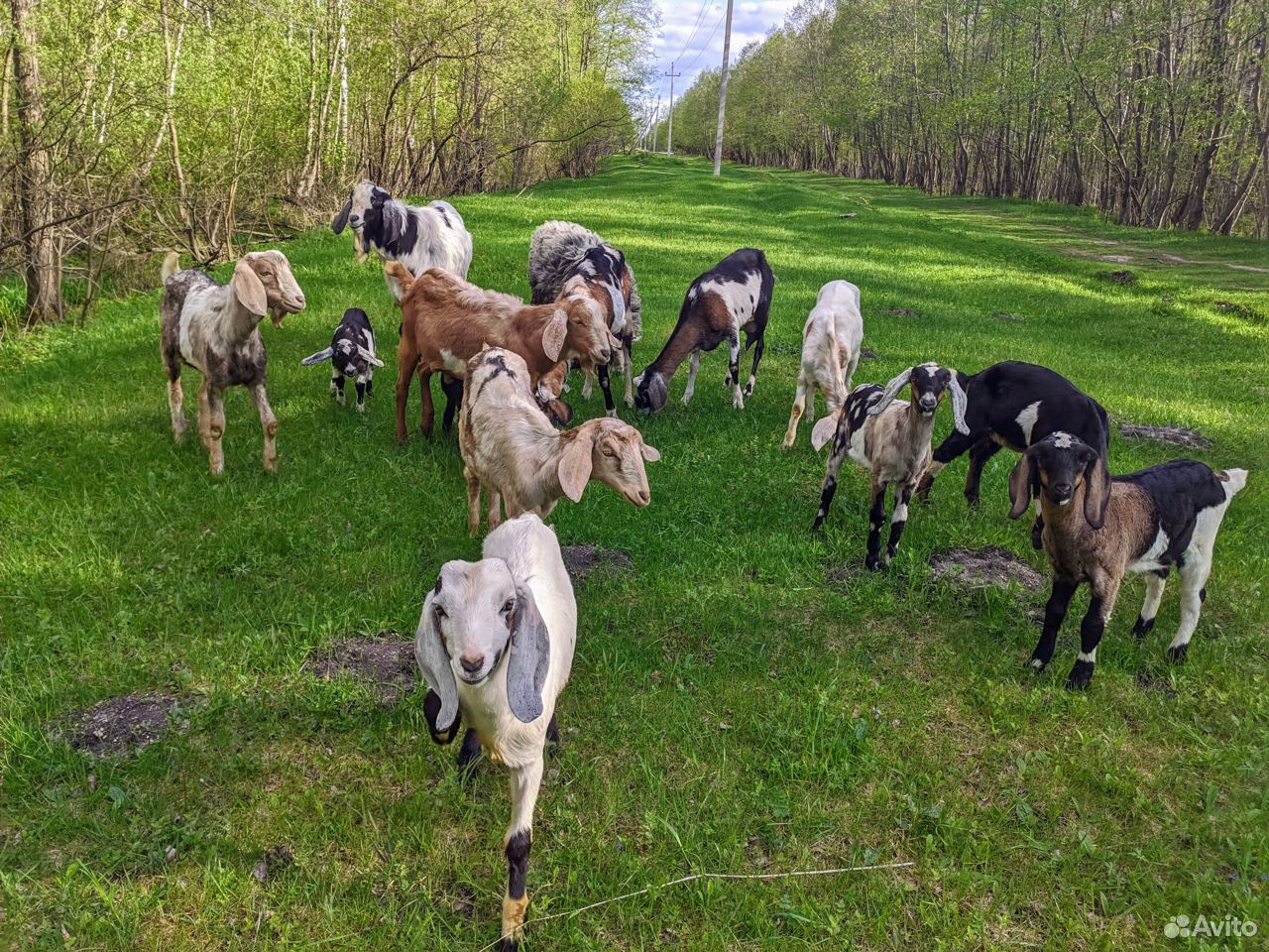 Нубийские козы и козлята купить на Зозу.ру - фотография № 2