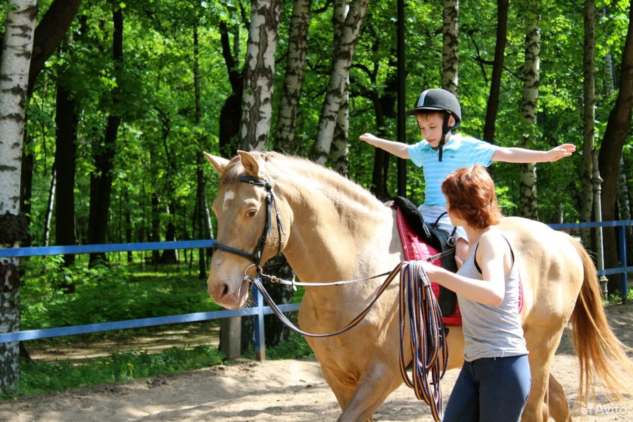 Ищу лошадь на летний период купить на Зозу.ру - фотография № 1