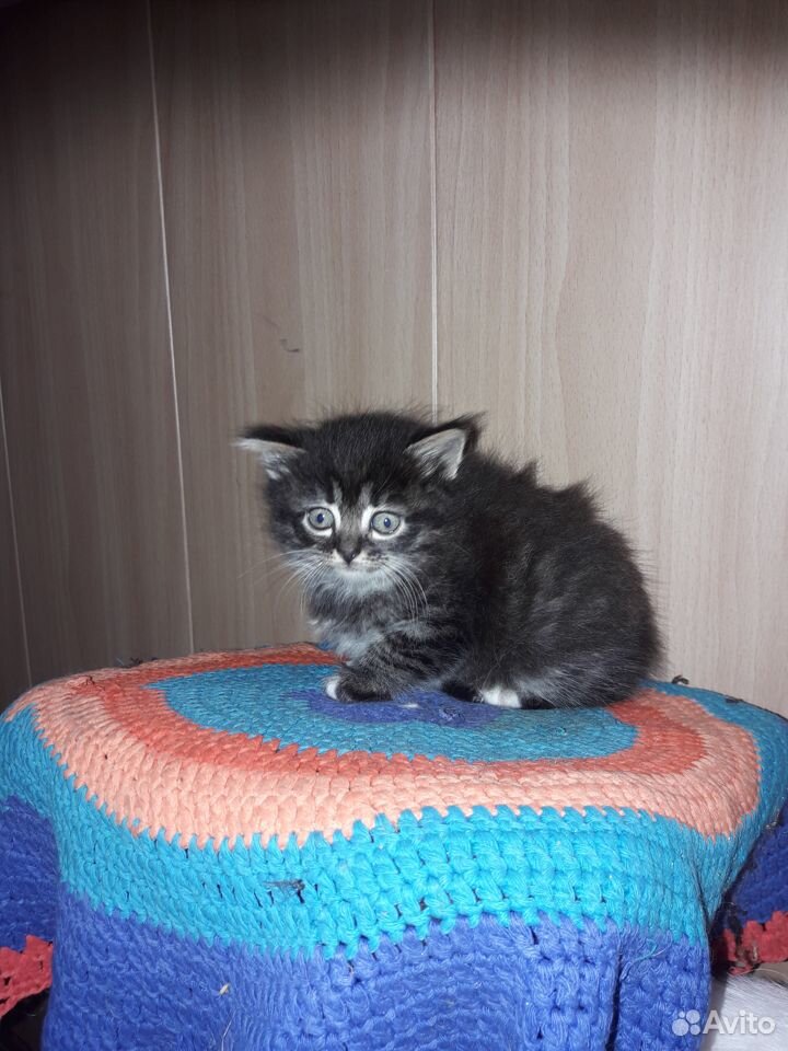 Котики 1.5 месяца купить на Зозу.ру - фотография № 7